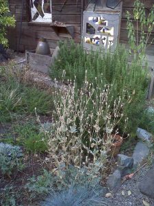 Photo of the drought resistant Garden of Prieto Studios