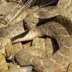 Rattle Snake gif