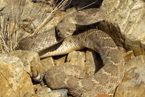 Rattle Snake gif