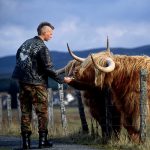Punkwith mohawk feeding Scottish cow in Dalwhinnie, Scotland.