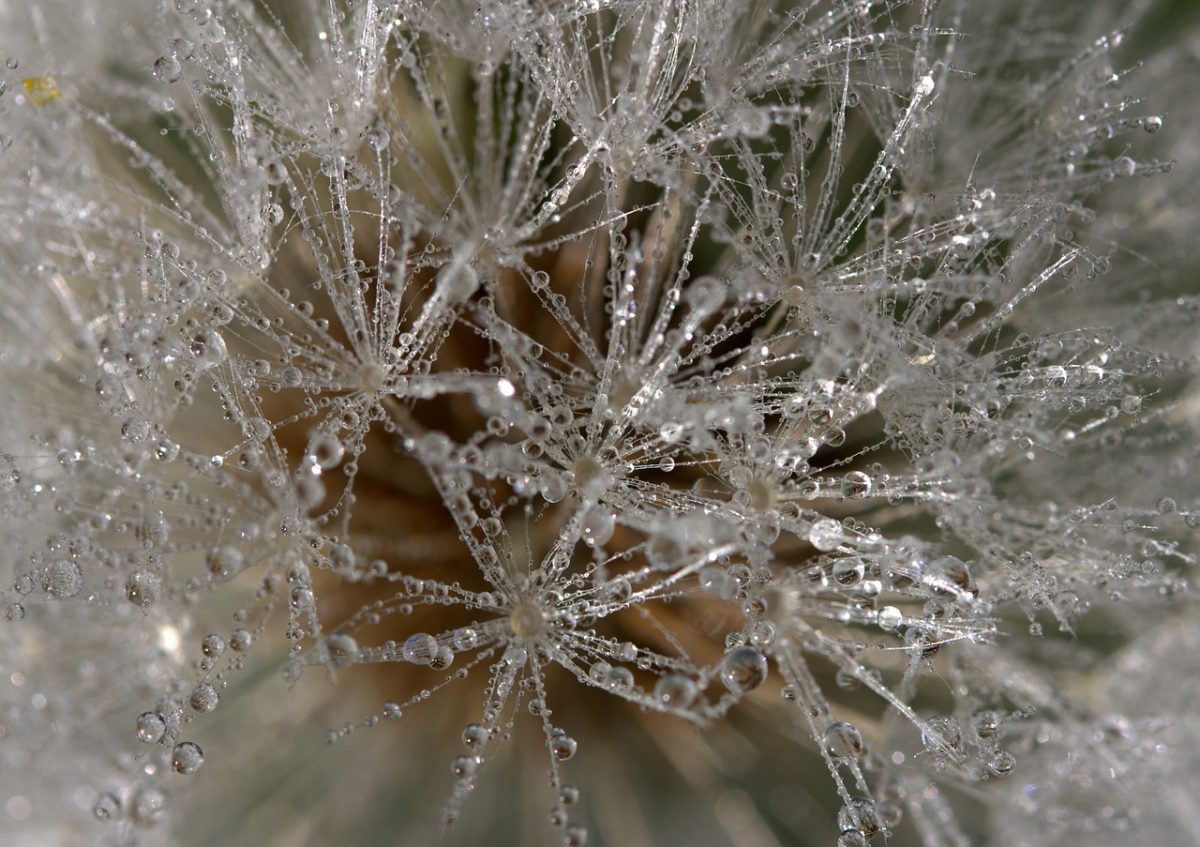 Micro photo of dew on a dandelion